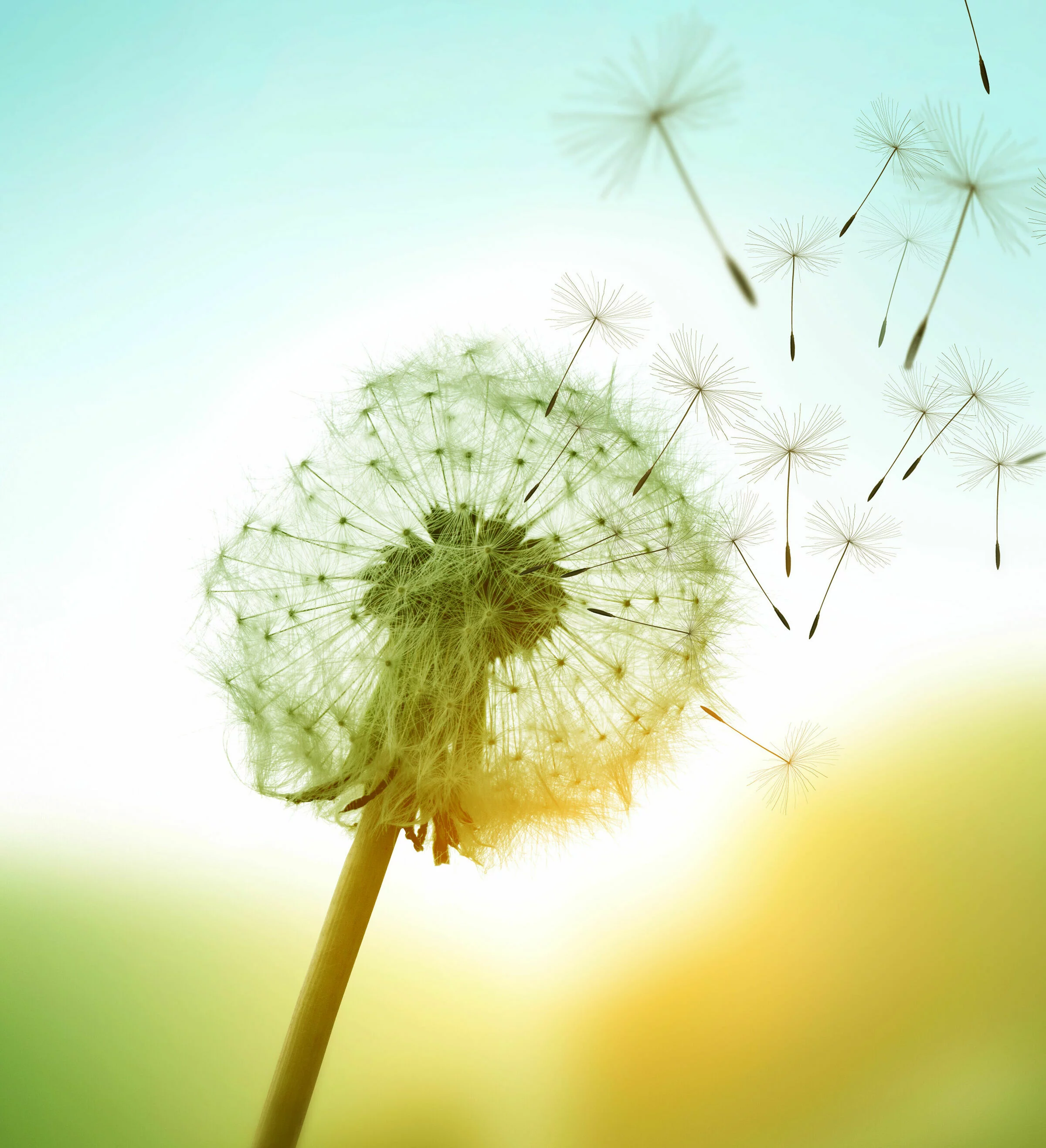 Dandelion mit fliegenden Samen vor blauen Himmel und leichtem Hintergrund, einige Samen sind bereits in Bewegung, während andere noch am Ballon befestigt sind.