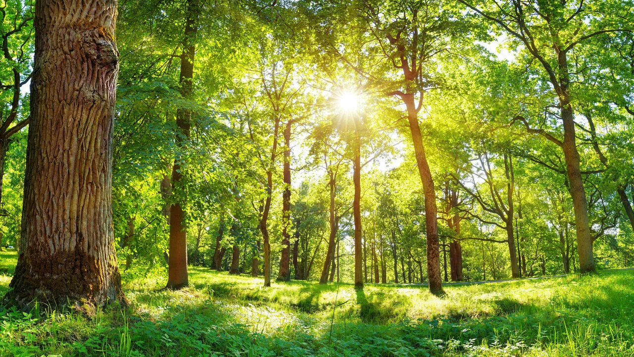 Wald mit dünnen und dicken Bäumen mit grünen Ästen und auf einer grünen Wiese